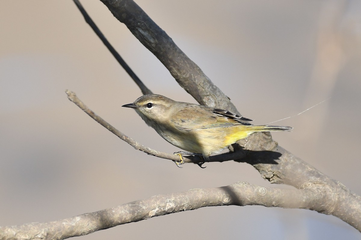 Palm Warbler (Western) - ML182097781