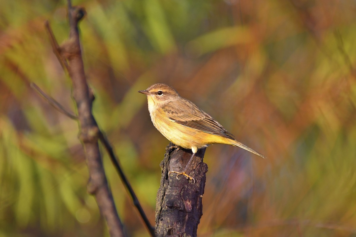 Palm Warbler (Yellow) - ML182097801