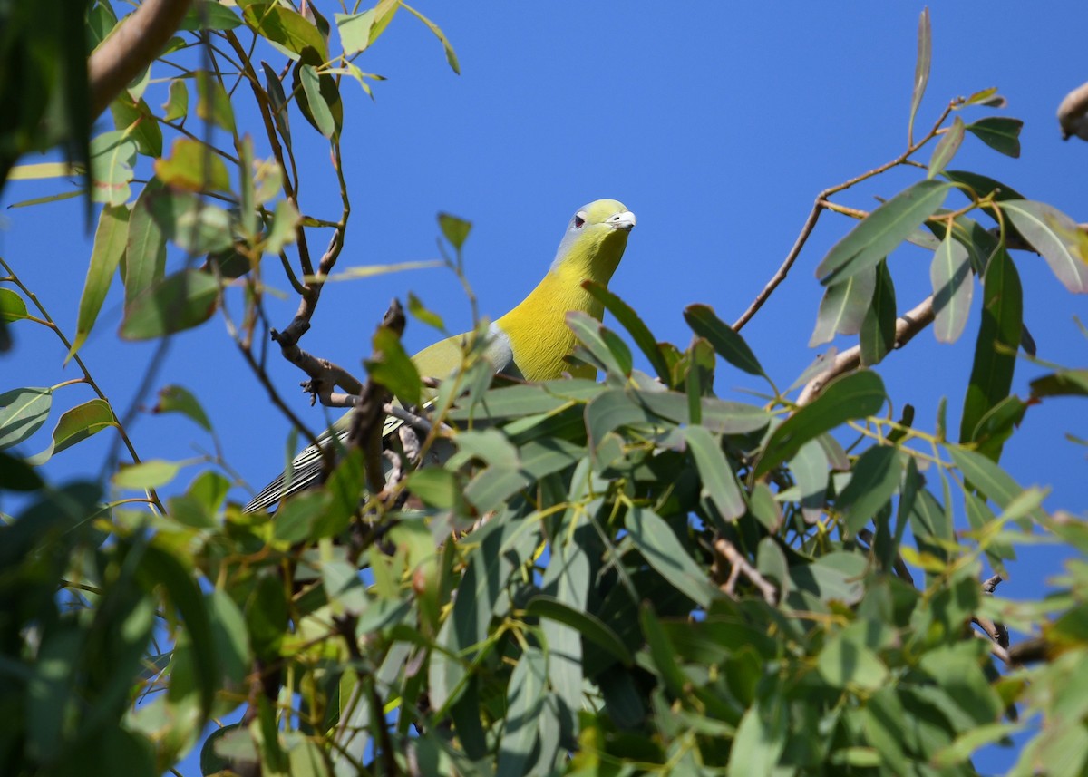 Yellow-footed Green-Pigeon - ML182099161