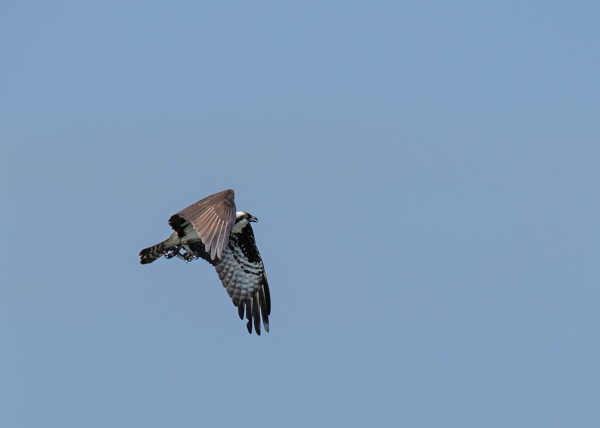 Osprey - ML182099171