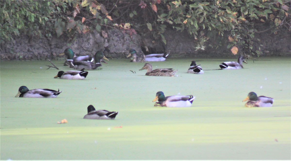 Canard colvert - ML182102341