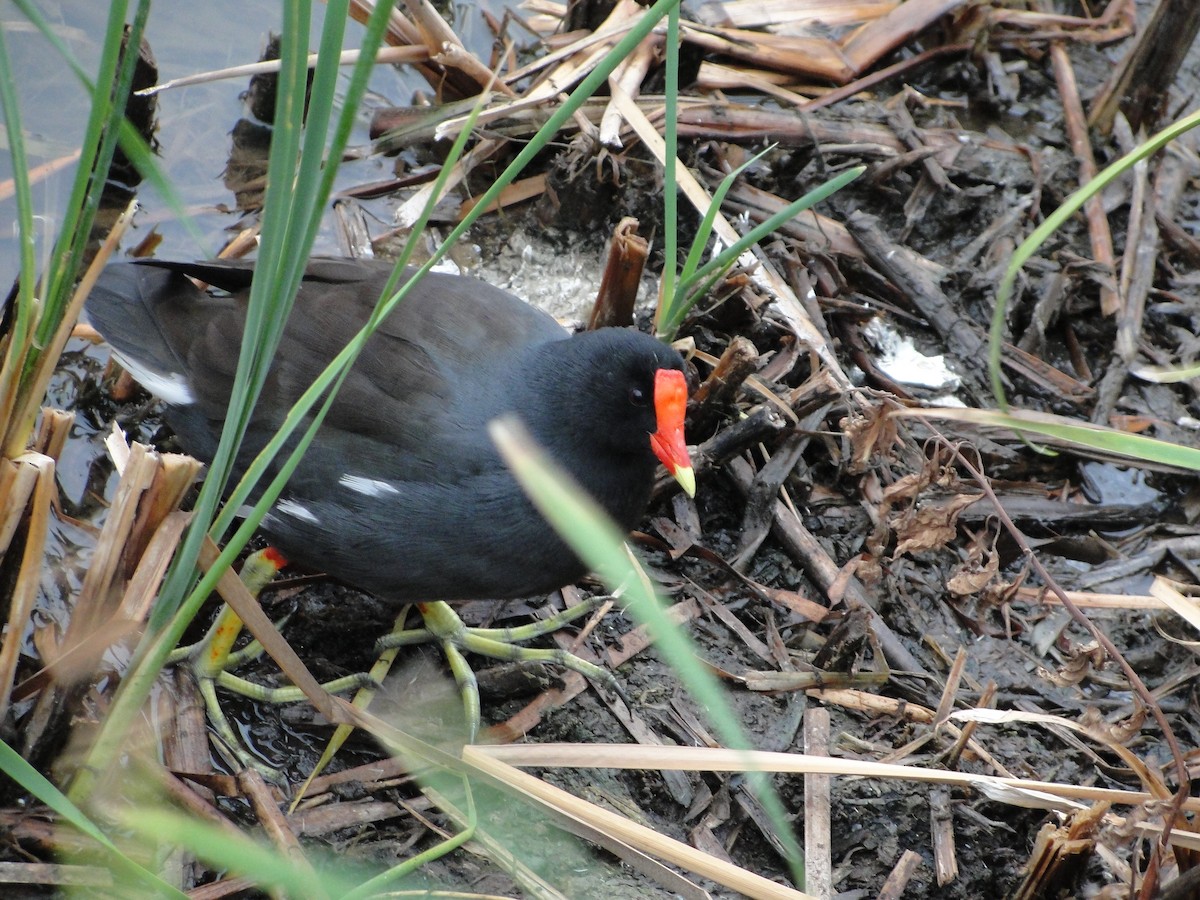 Common Gallinule - ML182104181