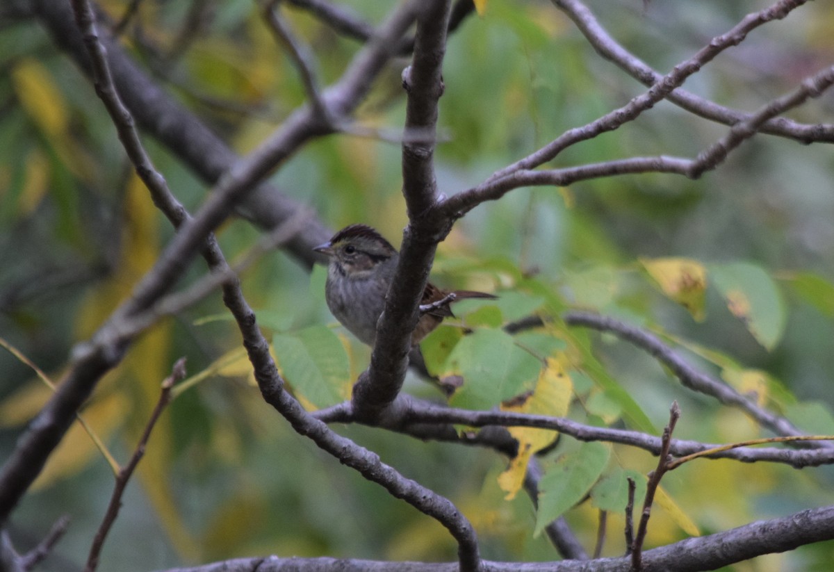 Swamp Sparrow - ML182107601