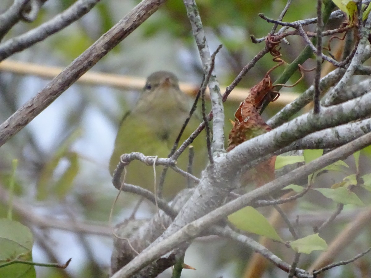 Connecticut Warbler - ML182108241