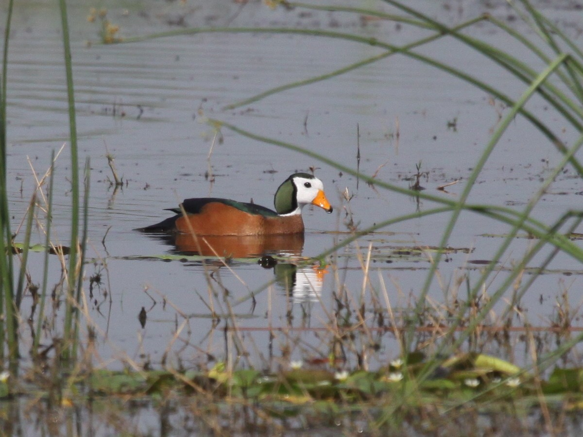 African Pygmy-Goose - ML182108671