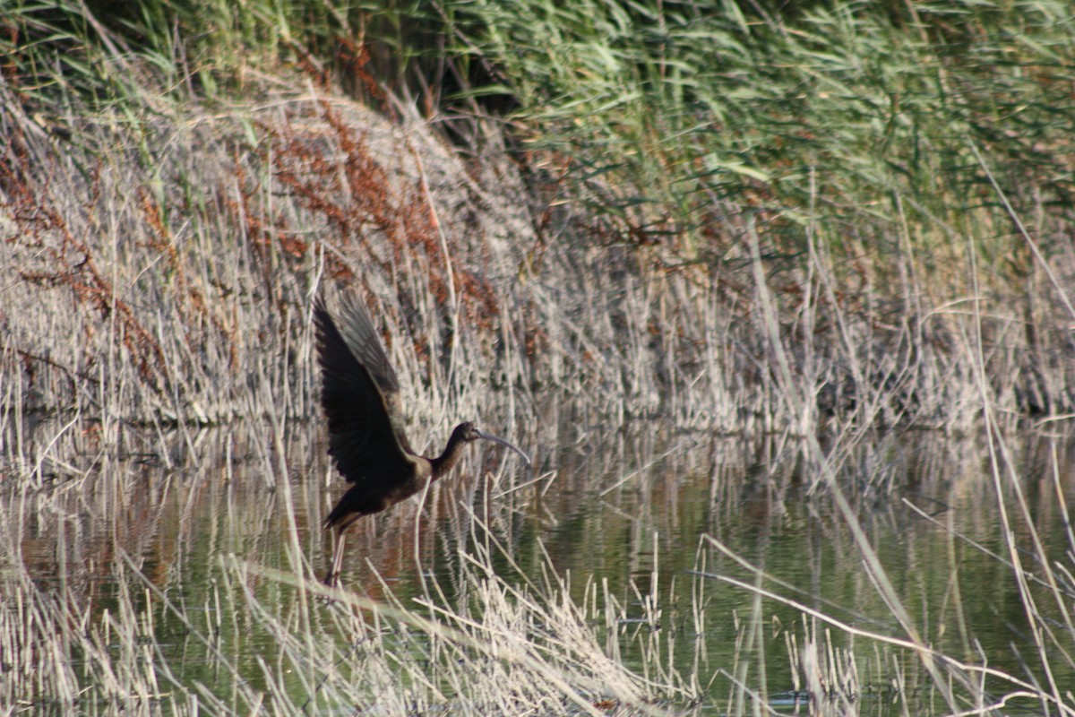 Glossy Ibis - ML182109201