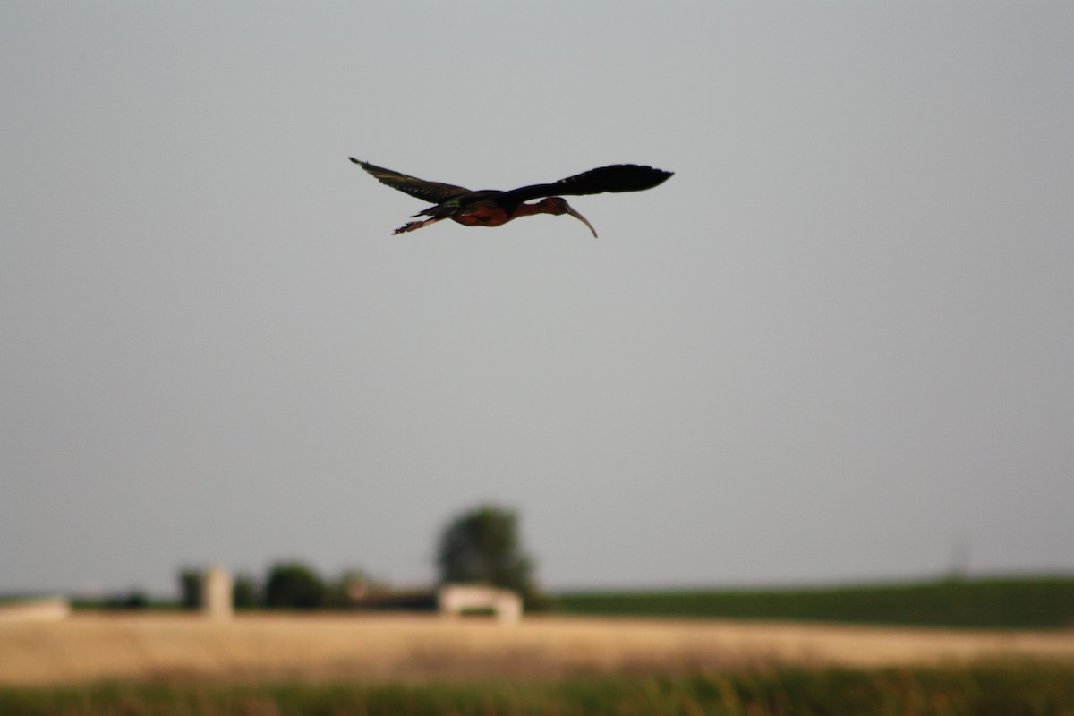 Glossy Ibis - ML182109361