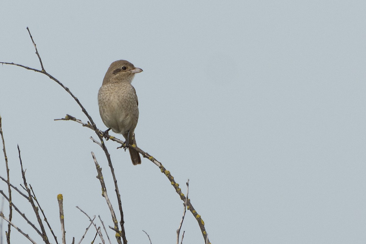 Red-tailed/Isabelline Shrike - Peter Wijnsouw