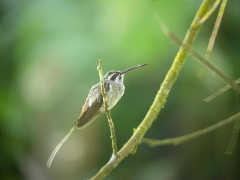 Sooty-capped Hermit - ML182113271