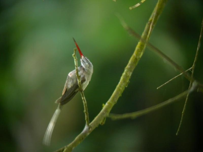 Sooty-capped Hermit - ML182113281