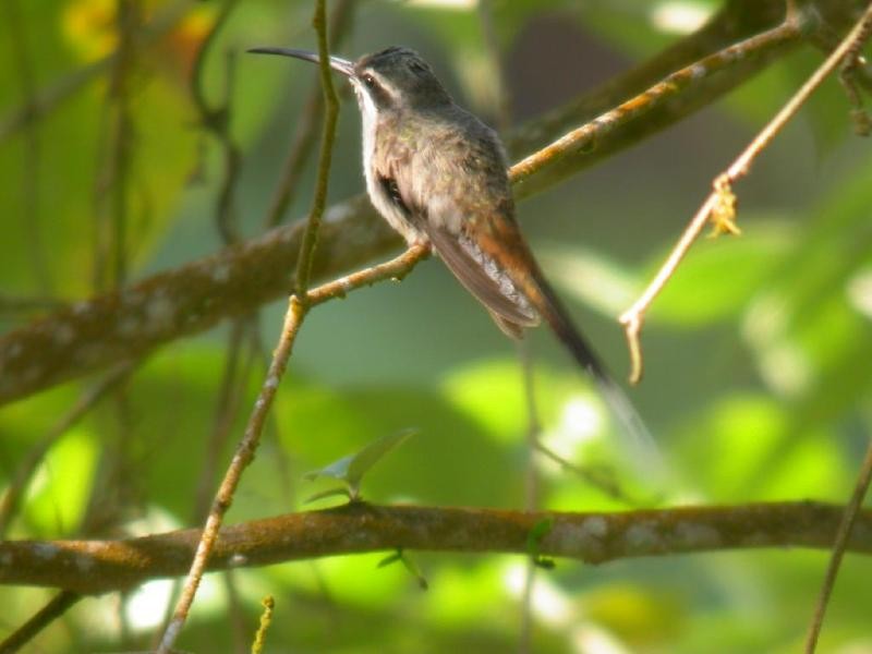 Sooty-capped Hermit - ML182113291