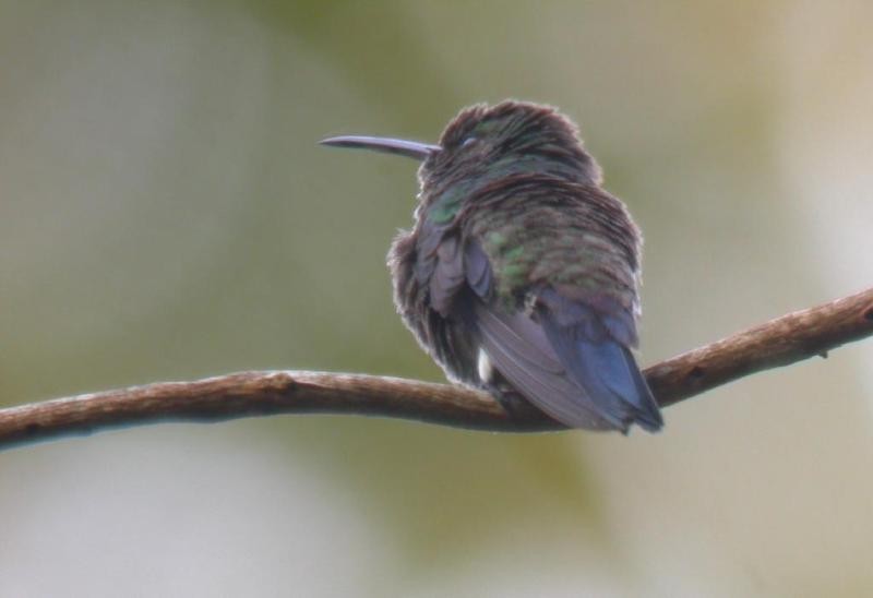 Steely-vented Hummingbird - ML182113381
