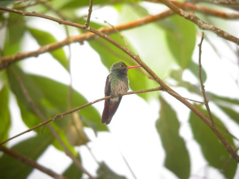 Rufous-tailed Hummingbird - ML182113441