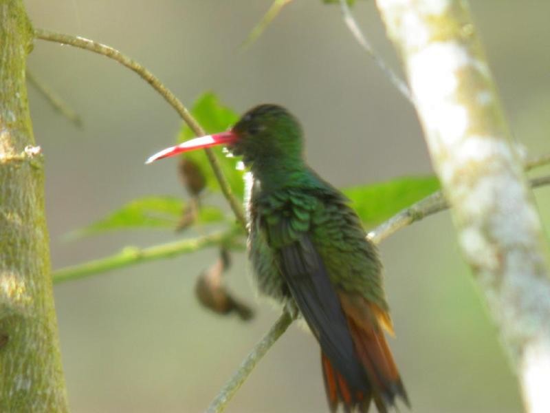 Rufous-tailed Hummingbird - ML182113451