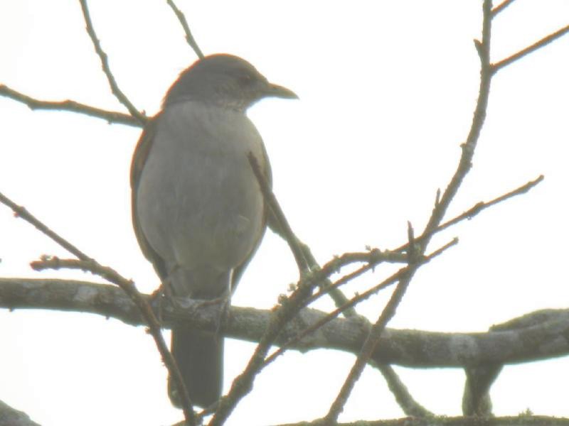 Pale-breasted Thrush - ML182113721