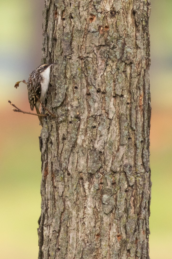 Brown Creeper - ML182113761
