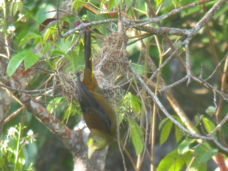 Russet-backed Oropendola - ML182113841