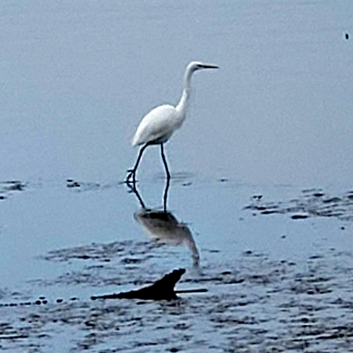 Great Egret - John Davis