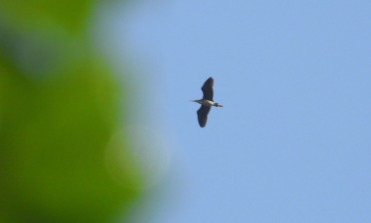 Green Heron - ML182115091