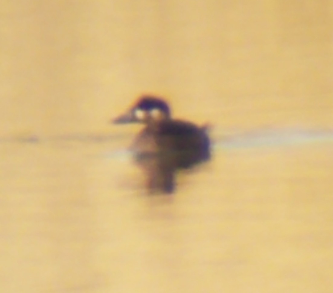 Surf Scoter - ML182115131