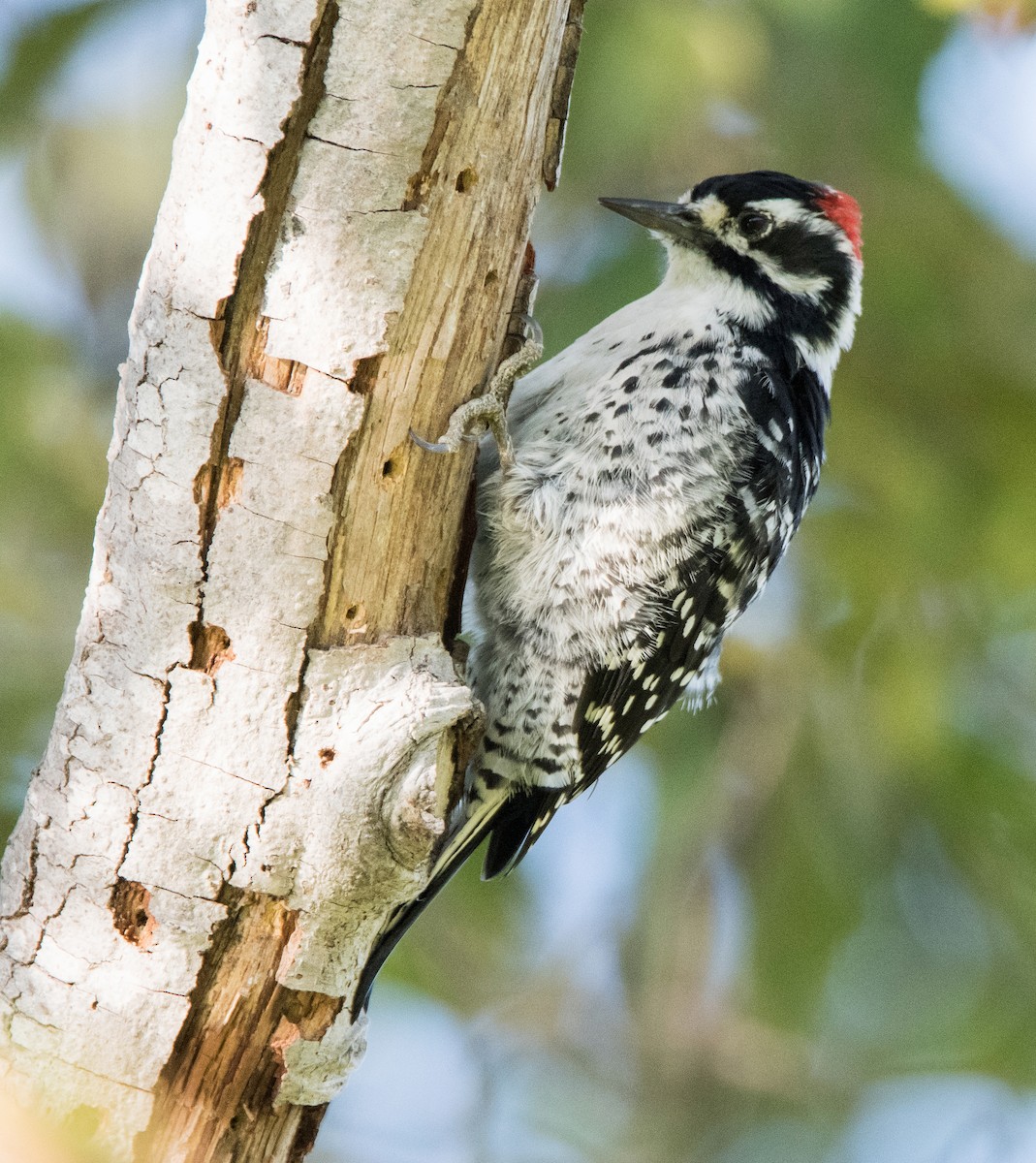 Nuttall's Woodpecker - Susan Fleck