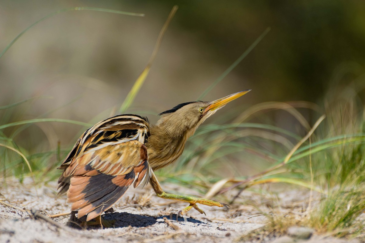 Stripe-backed Bittern - Marcos de Campo