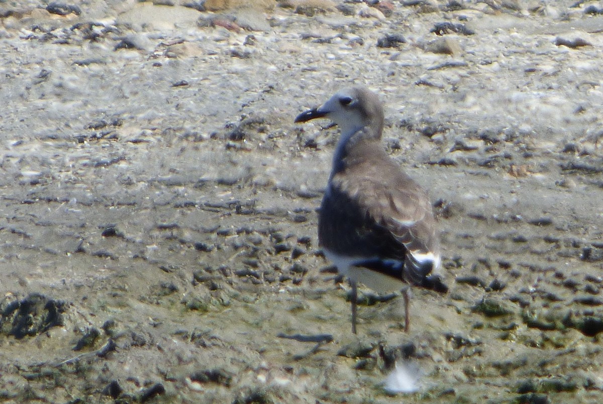 Gaviota de Sabine - ML182117031