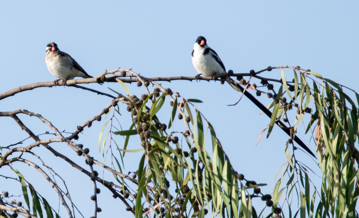 Pin-tailed Whydah - ML182117381