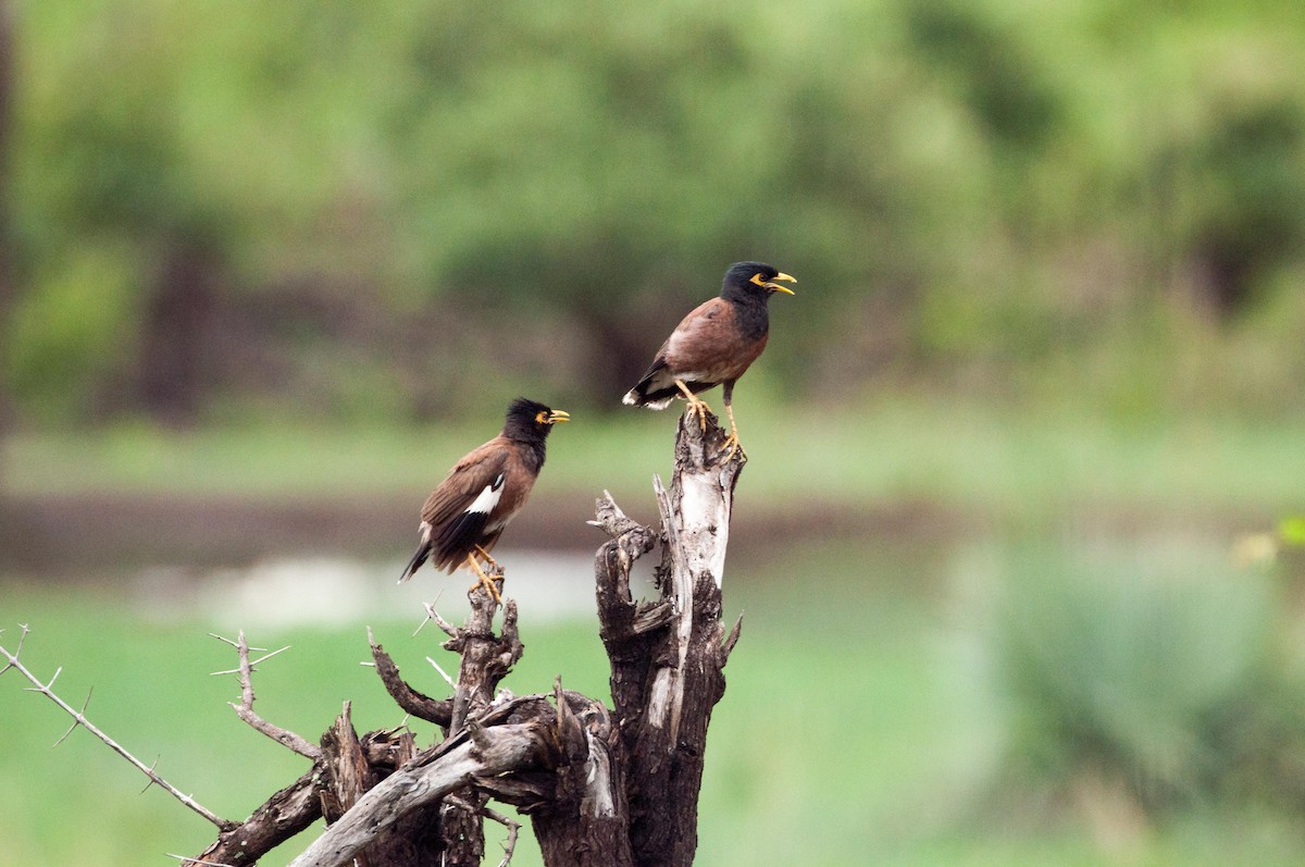 Common Myna - ML182118731