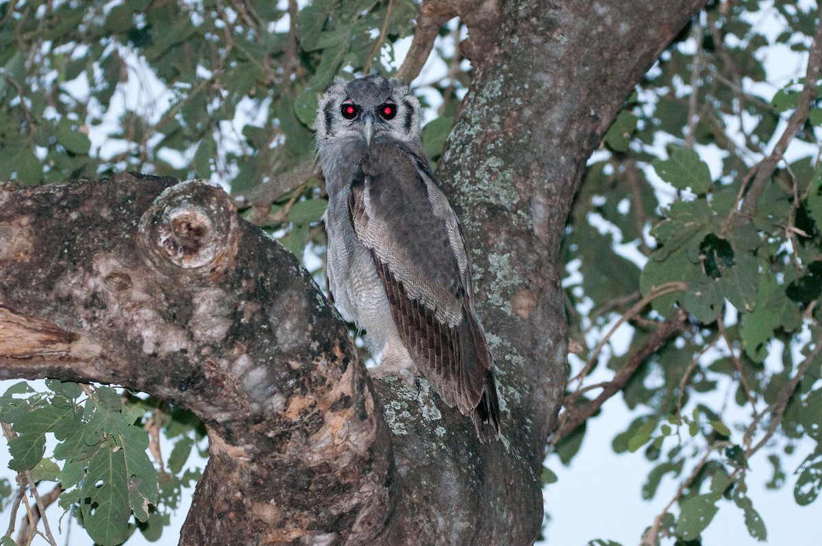 Verreaux's Eagle-Owl - ML182119071