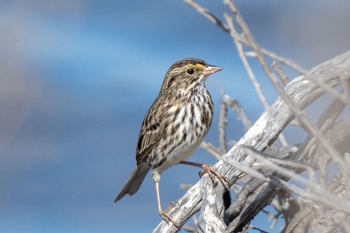 Savannah Sparrow (Belding's) - Andrew Newmark