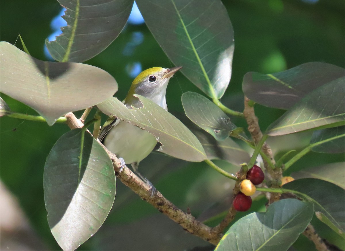 Chestnut-sided Warbler - ML182119721