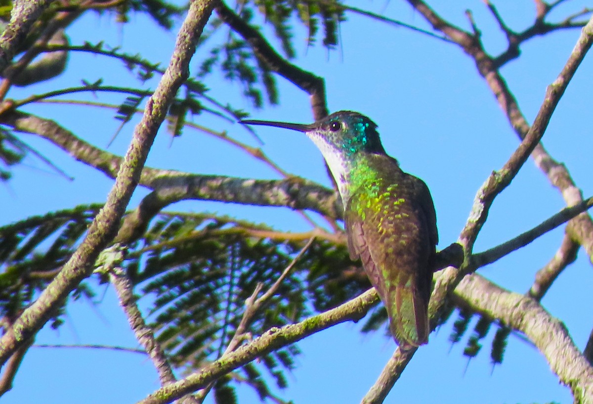 Azure-crowned Hummingbird - ML182120631