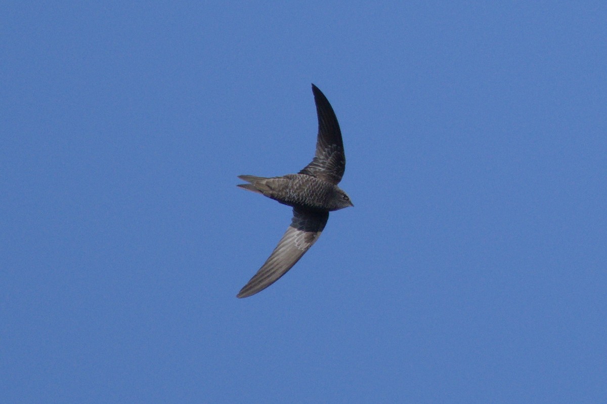 African Swift - Richard Gray