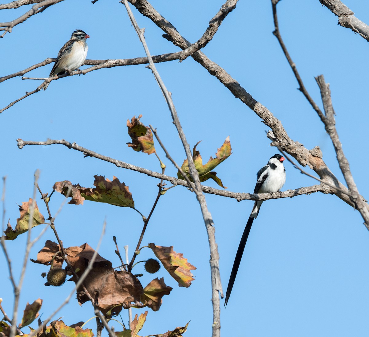 Pin-tailed Whydah - ML182120951