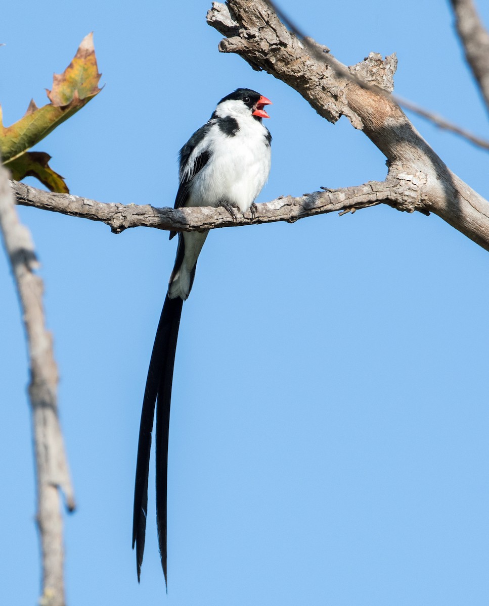 Pin-tailed Whydah - ML182120991