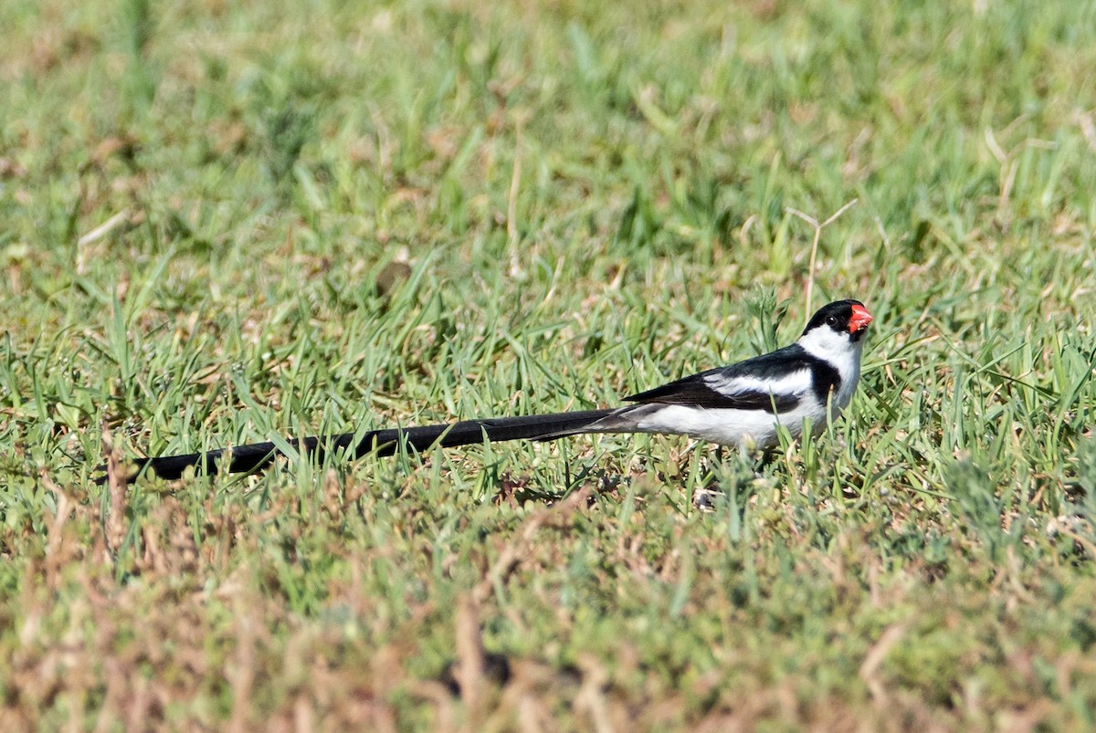 Pin-tailed Whydah - ML182121081