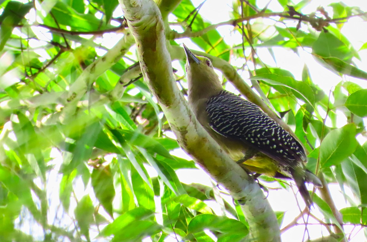 Golden-fronted Woodpecker - ML182122251