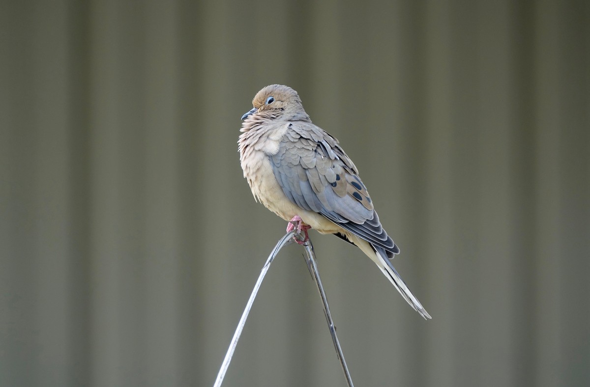 Mourning Dove - Les Wolf