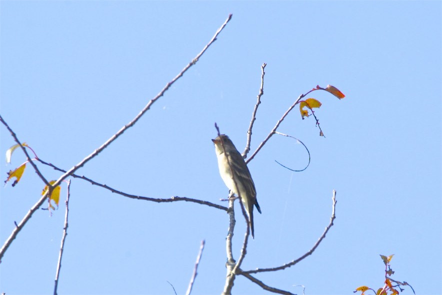 Eastern Wood-Pewee - ML182123961