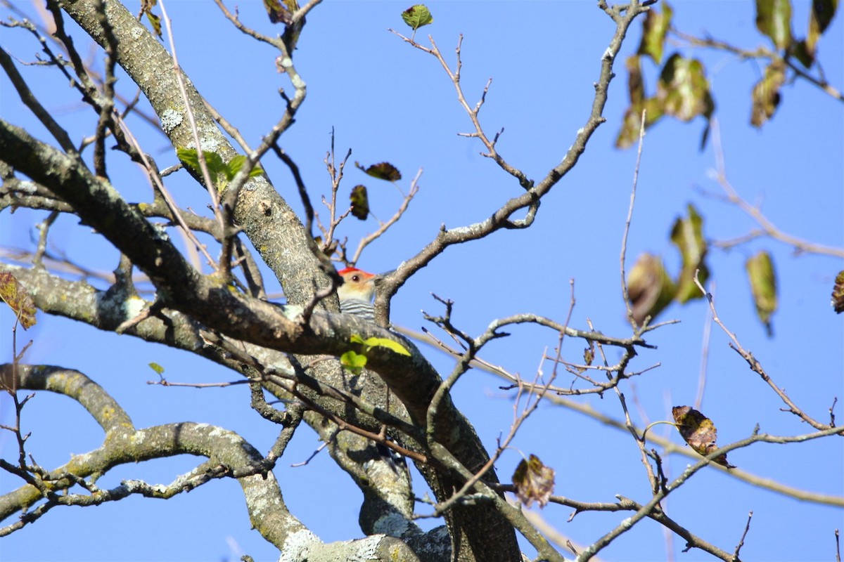 Red-bellied Woodpecker - Vickie Baily