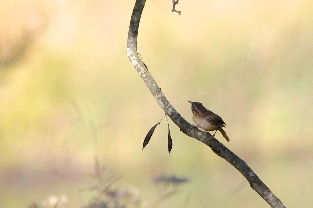 Carolina Wren - ML182124341