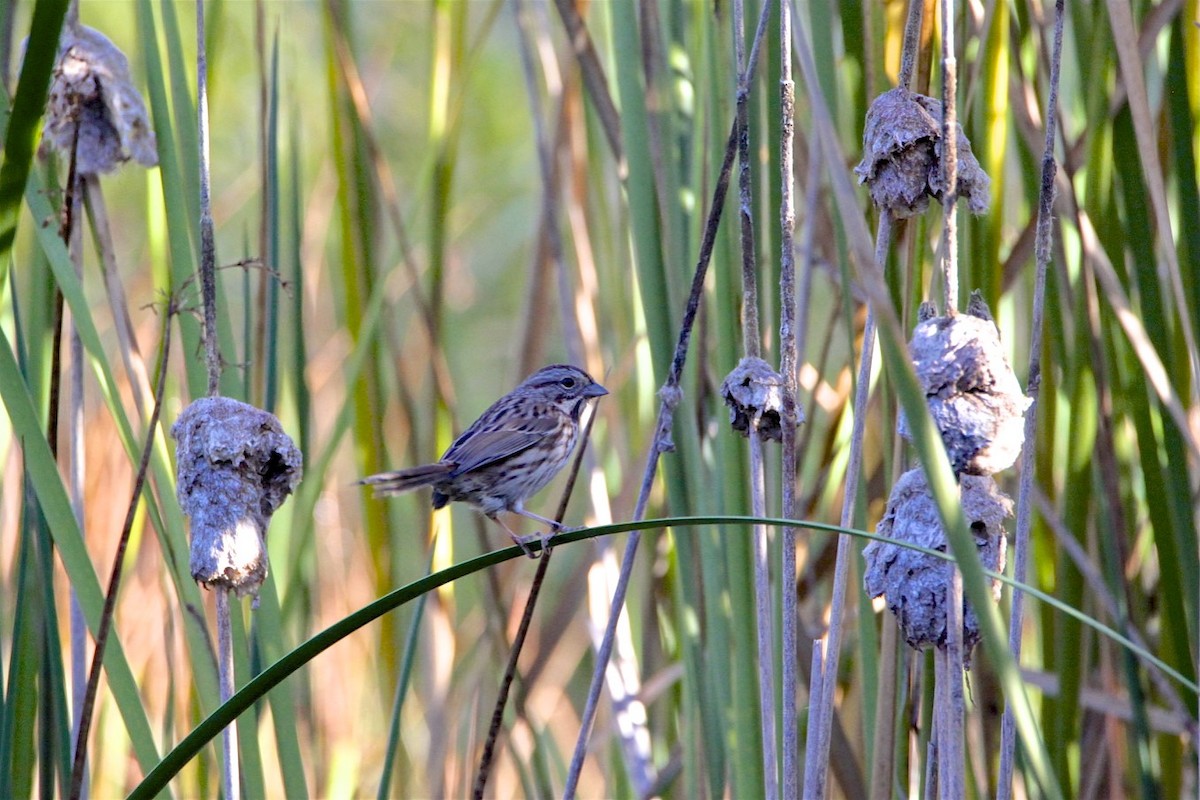 Song Sparrow - Vickie Baily