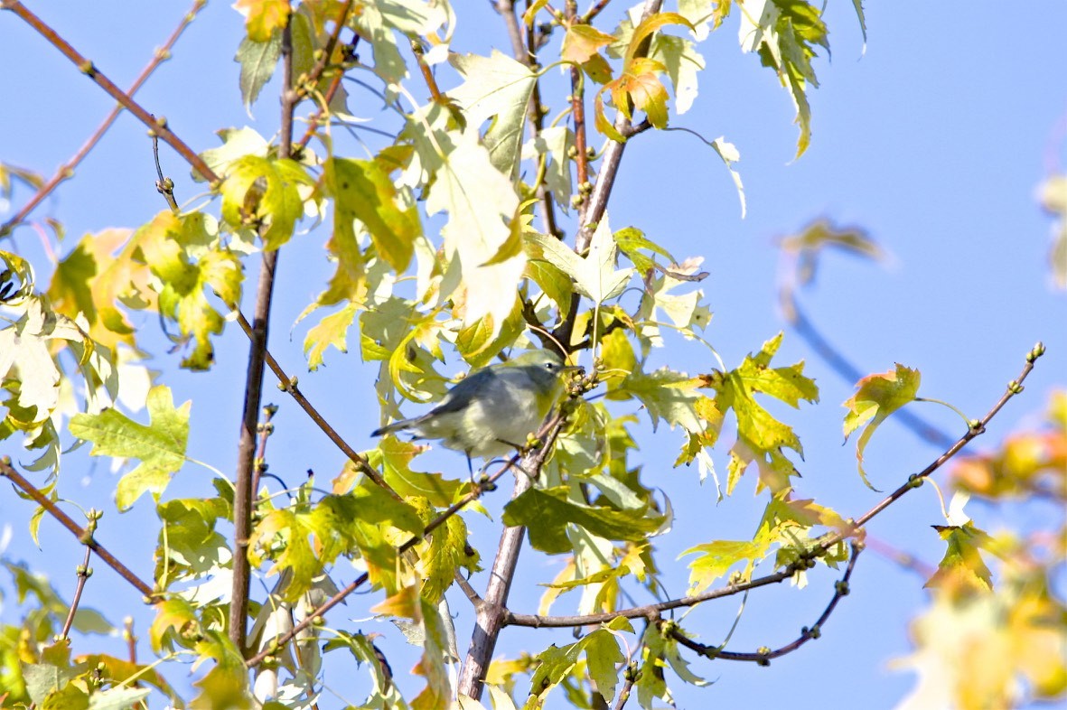 Northern Parula - ML182125281