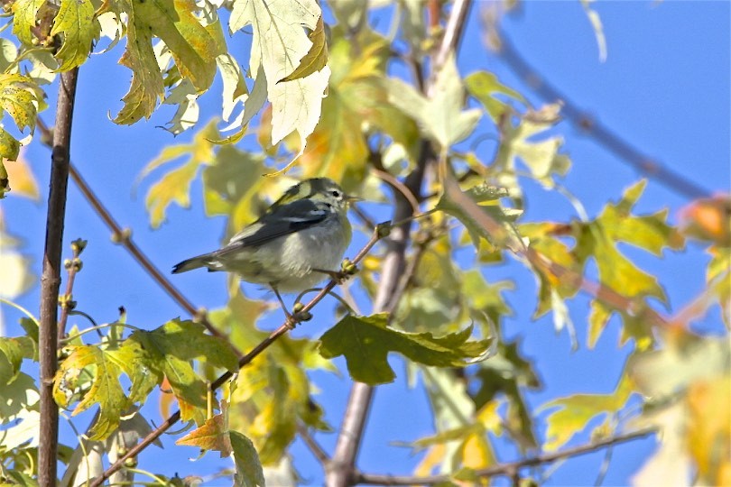 Meisenwaldsänger - ML182125301