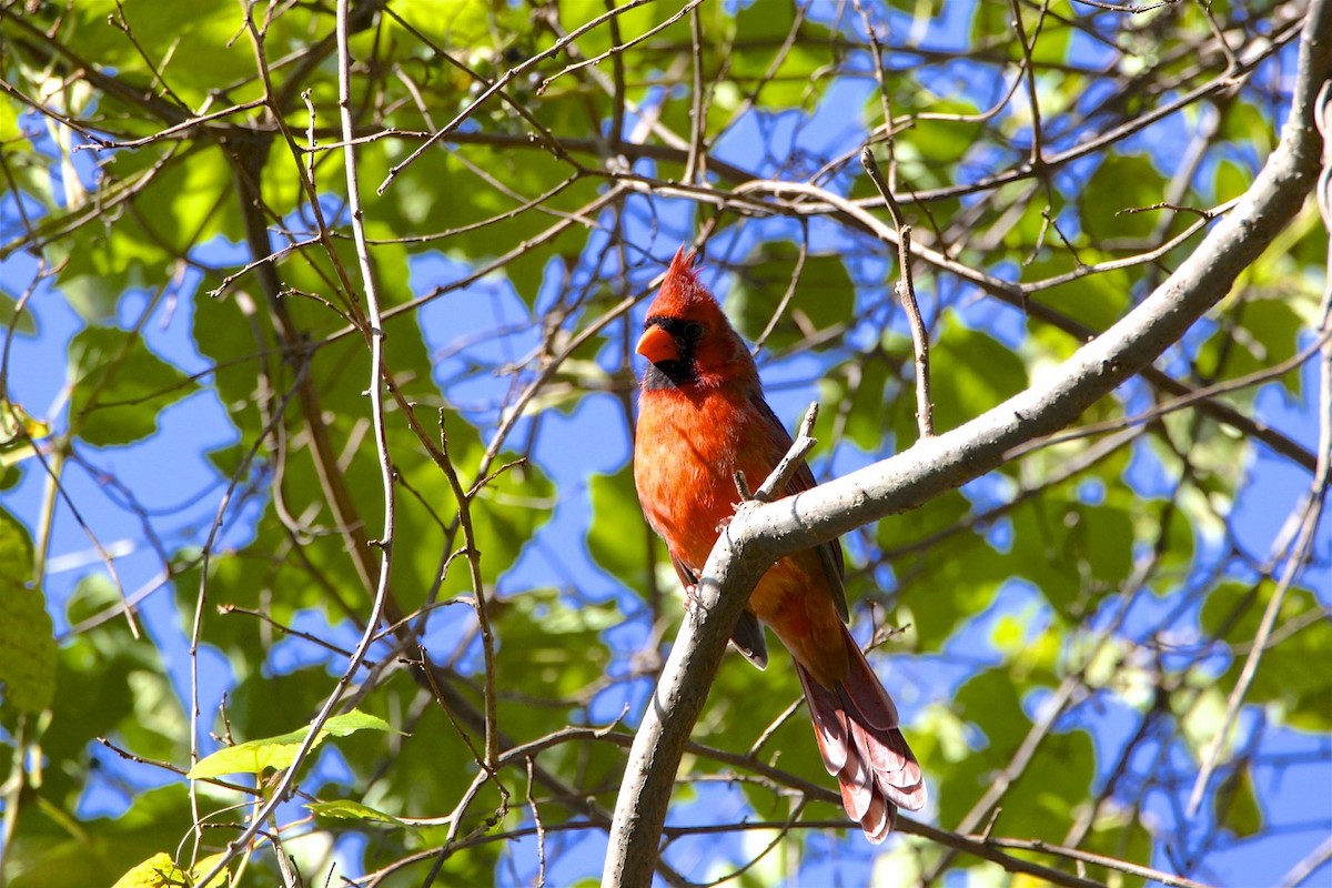 Cardenal Norteño - ML182125461