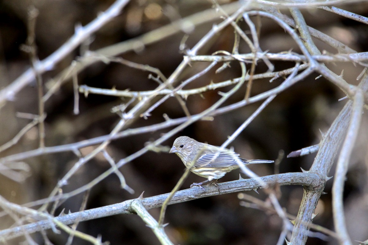 House Finch - ML182125911