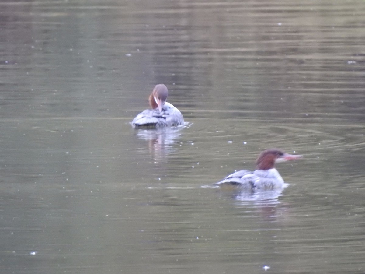 Common Merganser - ML182128311