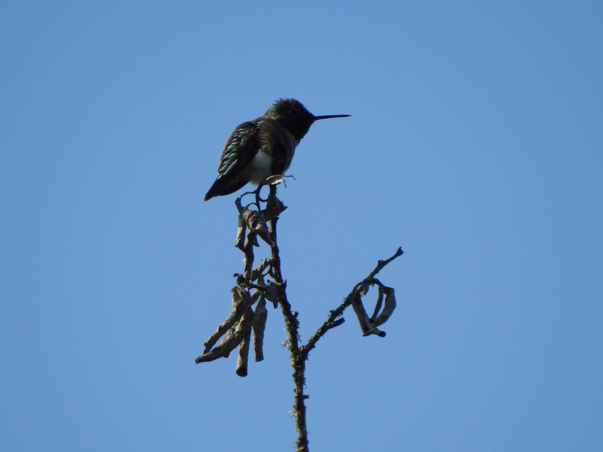 Anna's Hummingbird - ML182130431