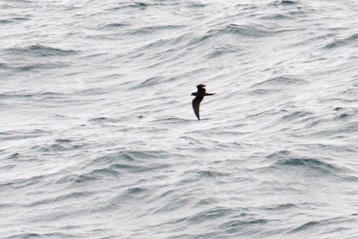 Black Storm-Petrel - Christophe Gouraud